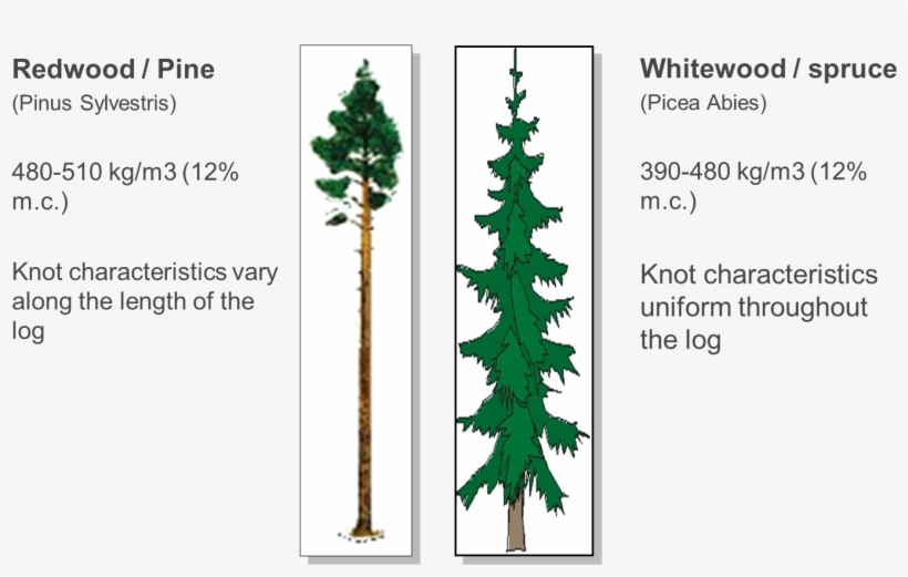 Whitewood V Redwood - Canadian Fir, transparent png download