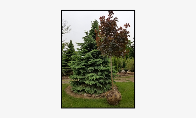 The Family Can Be Credited With Planting Over - Redwood, transparent png download