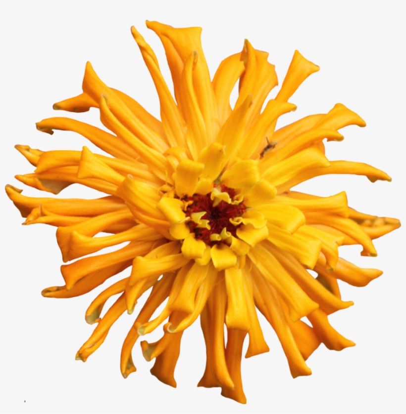 Orange Cactus Zinnia By Thy - Transparent Cactus Flower Png, transparent png download
