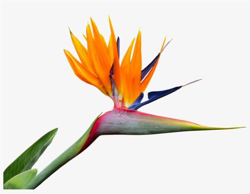 Caudata, Strelitzia, Bird Of Paradise Flower, Isolated - Bird Of Paradise Png, transparent png download