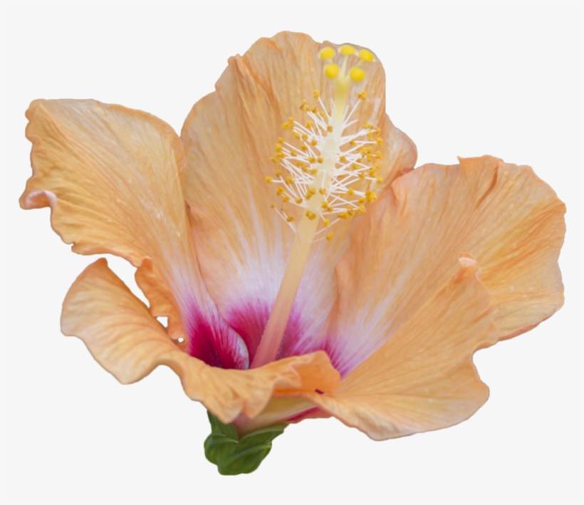 Orange Flower Free To - Hawaiian Hibiscus, transparent png download