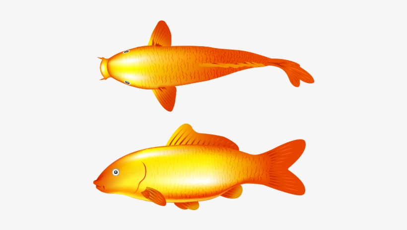 Go To Image - Common Carp, transparent png download