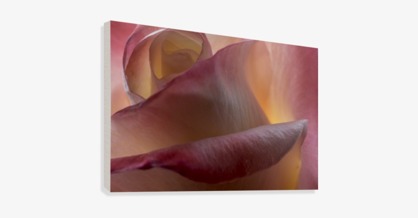 Winter City Landscape With Bushes And Trees Covered - Close-up, transparent png download