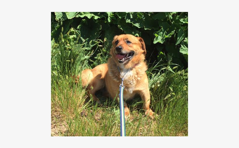 Low Rider Is A Male, 4 Year Old Corgi X Chihuahua - Labrador Retriever, transparent png download