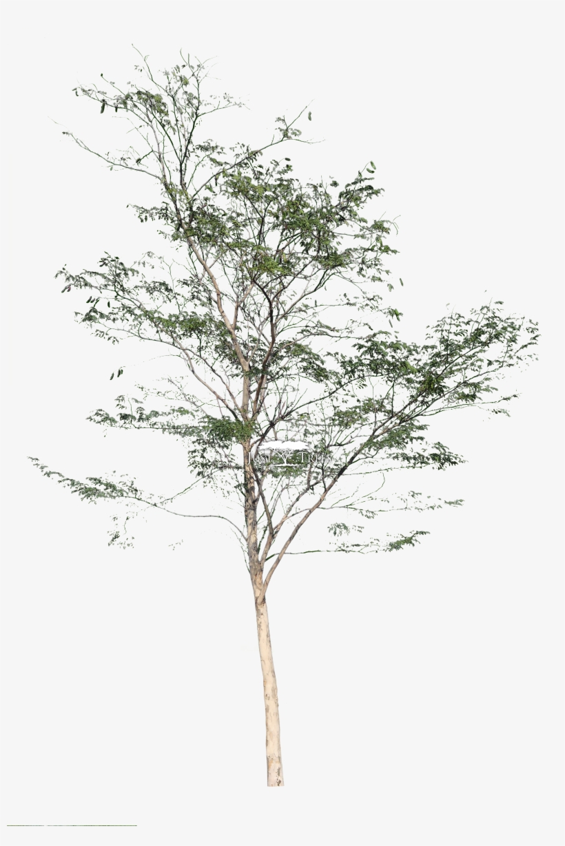 Caesalpina Ferrea Autumn Common Name Leopard Pngs - Leopard Tree Png, transparent png download