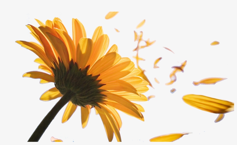 Sunflower Petals Png Png Black And White Library - Cube U27gt Super Tablet Pc 8gb, 8.0, transparent png download