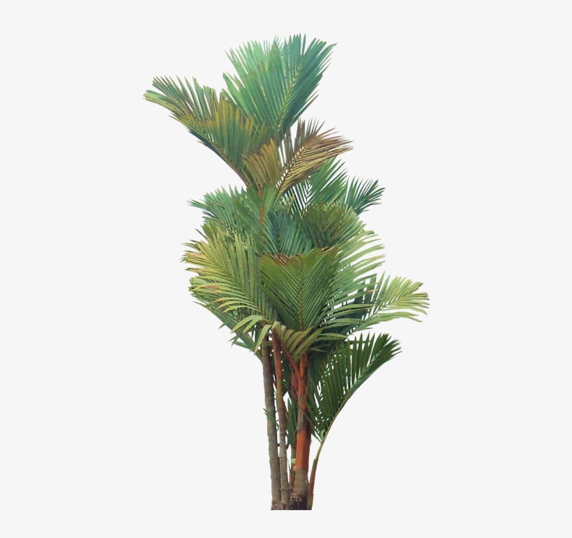 Tropical Plant Pictures - Sealing Wax Palm Png, transparent png download