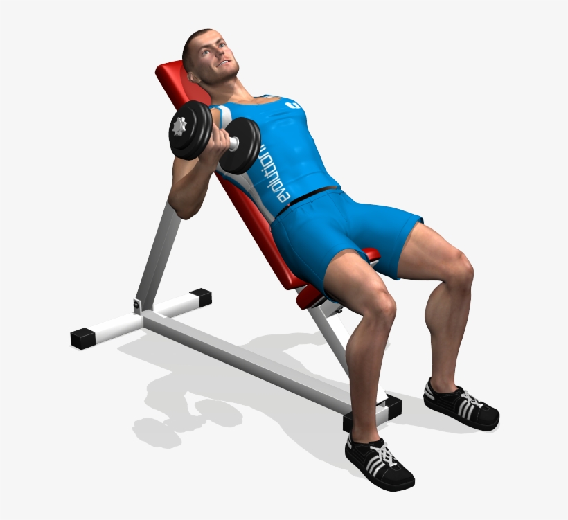 Alternate Incline Dumbbell Curl Involved Muscles During - Bicipiti Manubri Panca Inclinata, transparent png download