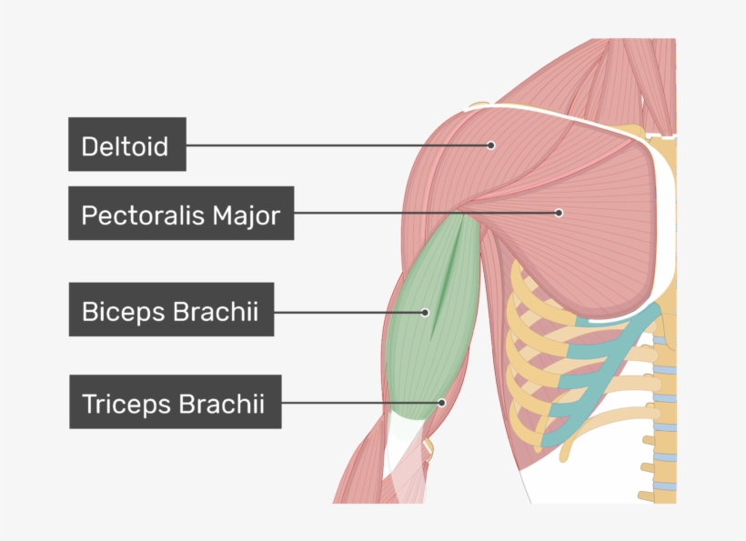 An Anterior View Of The Arm Muscles With Labels For - Biceps Brachii And Triceps Brachii, transparent png download