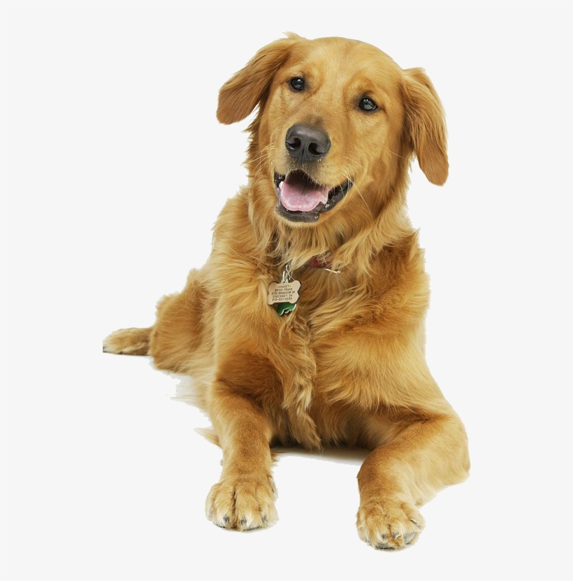 Dog - I M Not Alone I Have A Dog, transparent png download