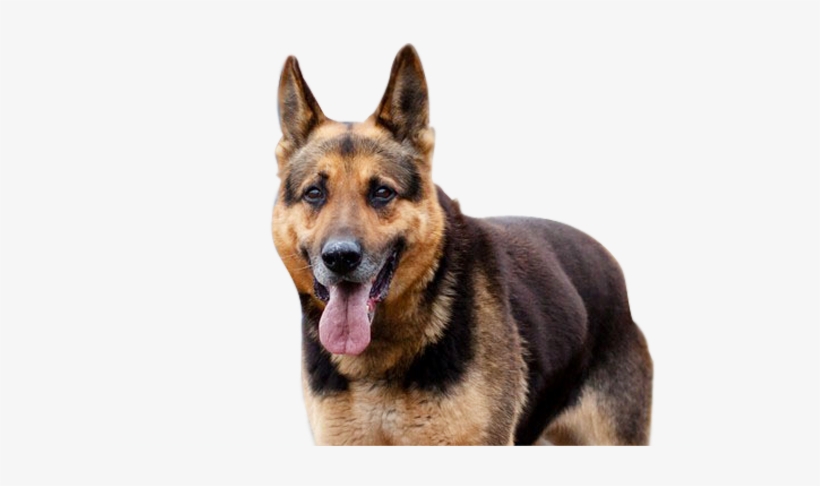 Huge German Shepherd Breed Dog - German Shepherd Sitting Png, transparent png download