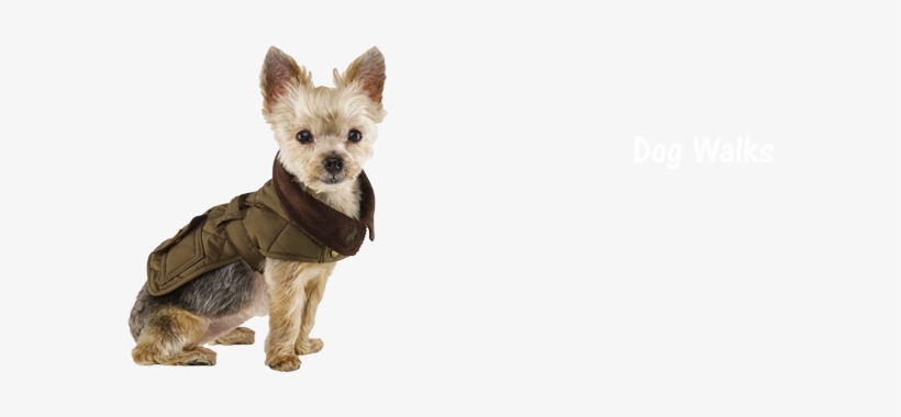 Small Dog Sitting Png, transparent png download