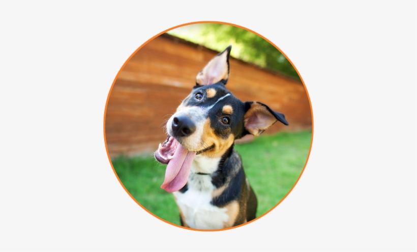 Dog Walker And Pet Sitter Faq - Dog Christmas Wishes Christmas Card | Christmas Cards, transparent png download