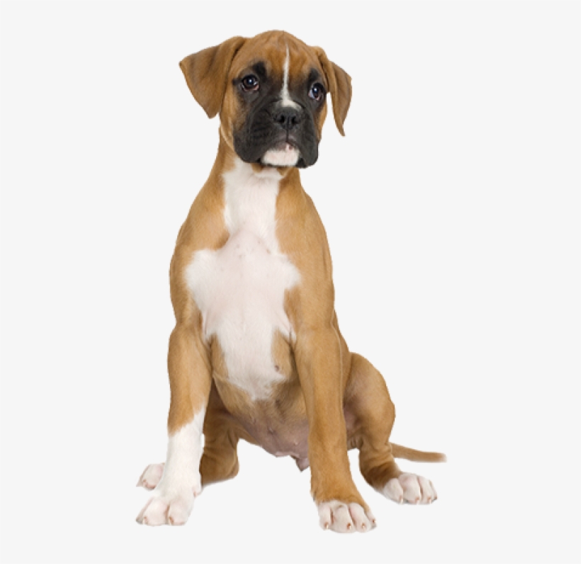 Dog Half Sitting Png - Boxer Puppy, transparent png download