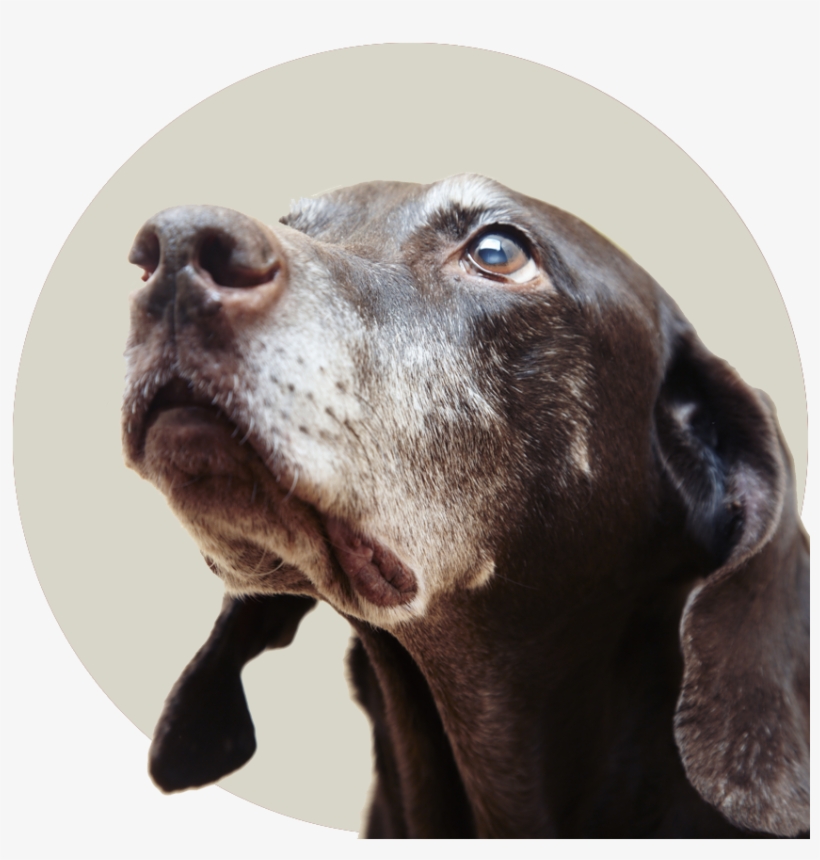Overnight Pet Sitting Package - Blessed Is The Person Who Has Earned, transparent png download