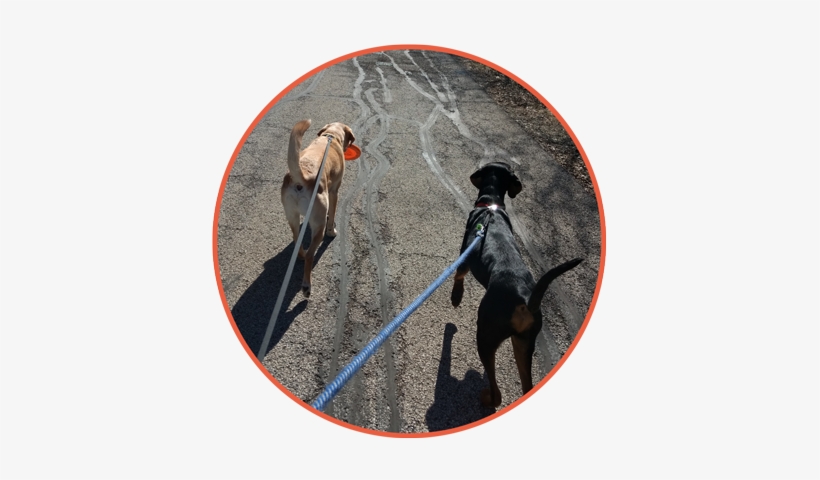 Dog Walking, transparent png download