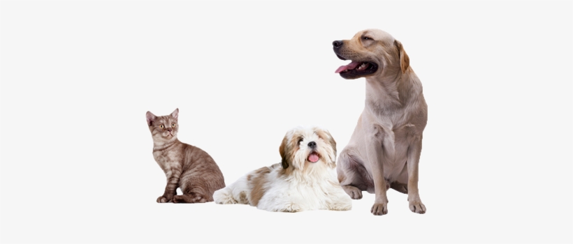 Full Service Dog & Cat Grooming - Sweetums Wall Decals It's The Dog's House Wall Decal,, transparent png download