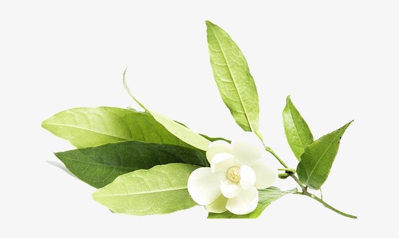 In The Heaven Of 'empyrean' Magnolia - Gardenia, transparent png download