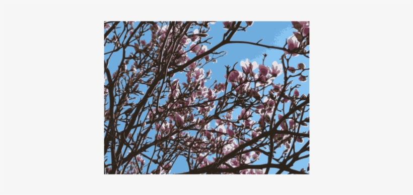 Magnolia Plants Computer Icons Flowering Plant Diddl - Magnolia, transparent png download