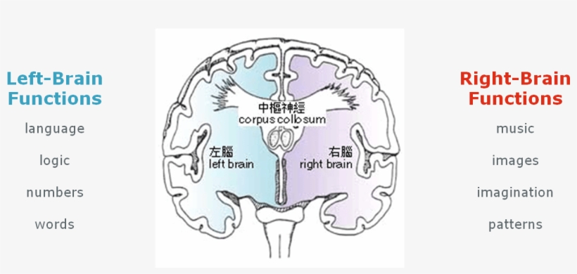 In Fact, They Use The Right Brain Subconsciously More - Split Brain, transparent png download