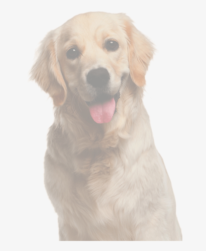 Pete And Mac's - Silence Is Golden By Shannon Esposito, transparent png download