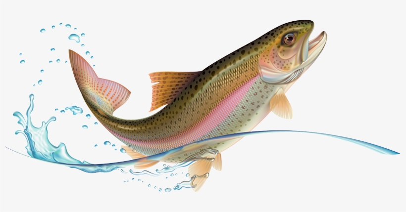 Illustration Of Leaping Rainbow Trout - Jumping Rainbow Trout, transparent png download
