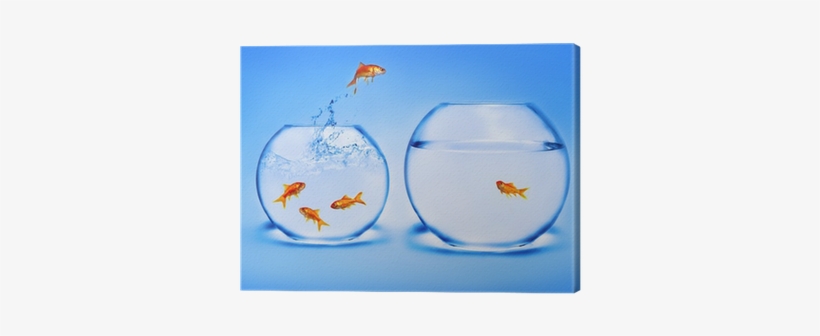 Goldfish Jumping Out Of The Water Canvas Print • Pixers® - Gold Fish Jumping, transparent png download
