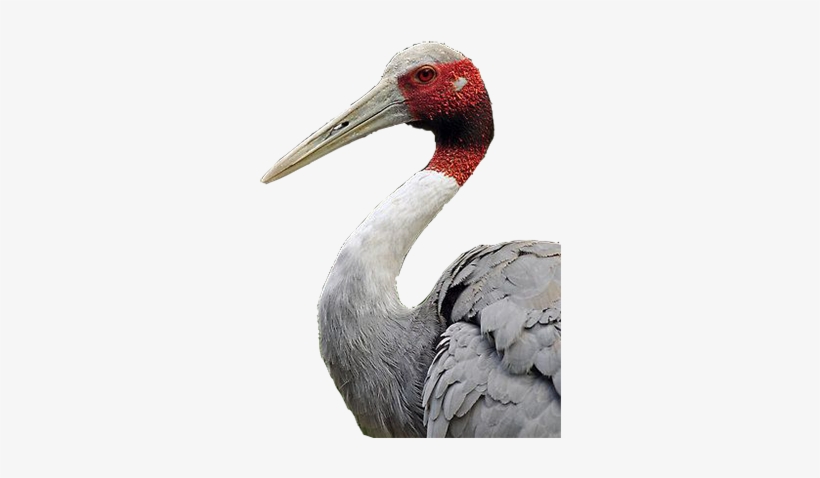 Sarus Crane - Sarus Crane Closeup, transparent png download