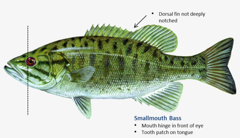 Smallmouth Bass - Smallmouth Bass Oklahoma, transparent png download