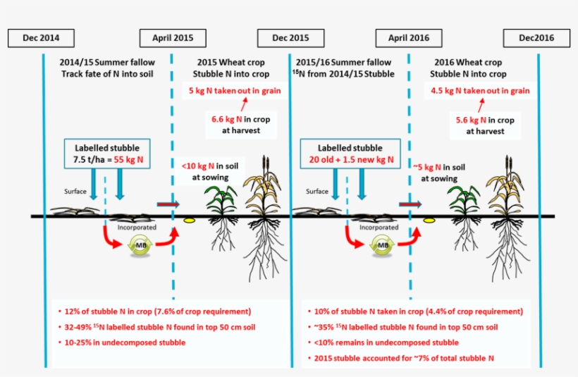 Figure 2 Is An Infographic Depicting The Fate Of The - Wheat, transparent png download