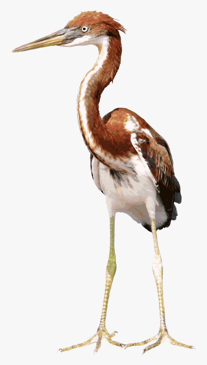 Heron Background Png - Heron, transparent png download