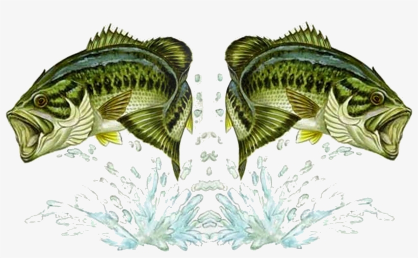 Black Bass Wallpaper Wallpapersafari - Kontrabass Karte, transparent png download