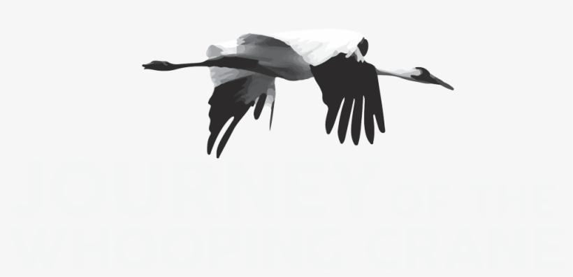 Journey Of The Whooping Crane - Grue Blanche, transparent png download