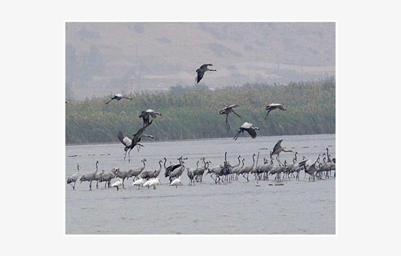 Night Crane Assemble At The Shallow Part Of Agmon Lake - Ibis, transparent png download