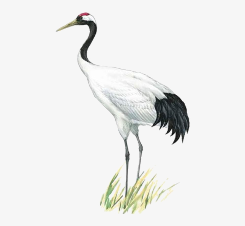 Visit - Red Crowned Crane Icon, transparent png download