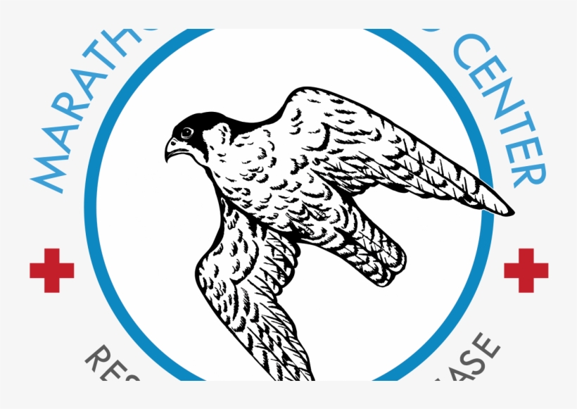 The Marathon Wild Bird Center Is Located On The Northern - Samsung Galaxy J4, transparent png download