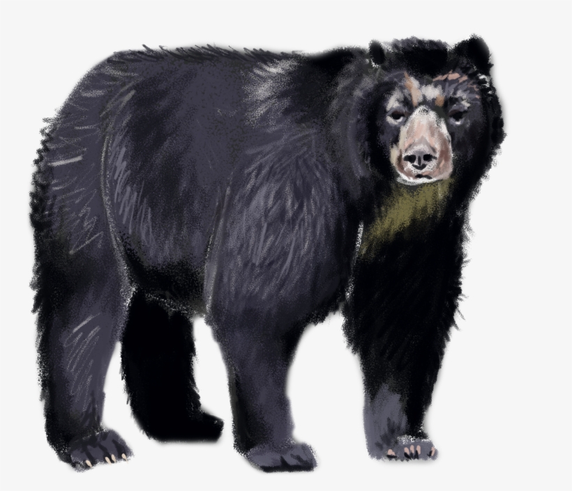 Faunafocus Recently Focused On The Spectacled Bear, transparent png download