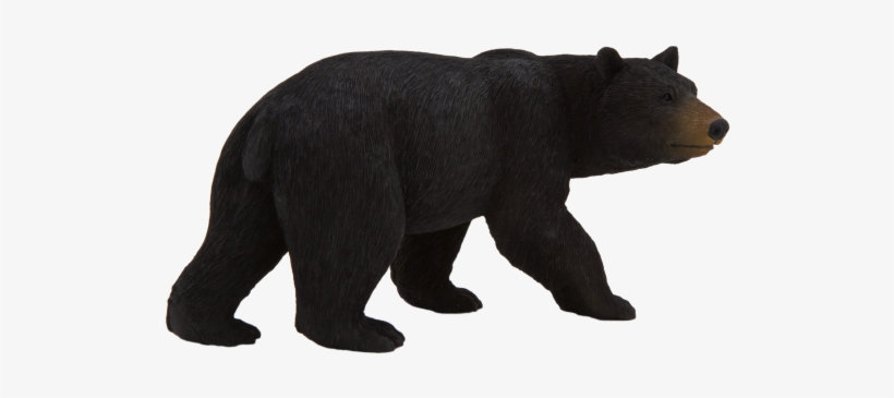 American Black Bear - Animal Planet: American Black Bear, transparent png download