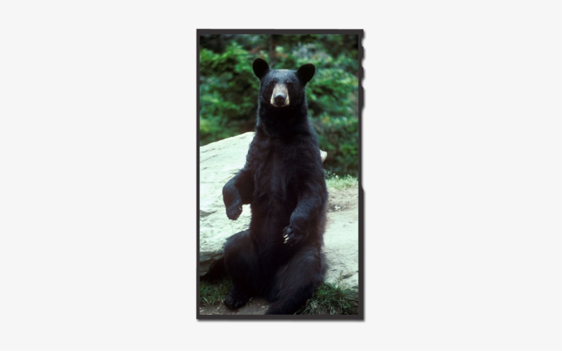 Sharing Code And Download Image - Black Bear Standing Up, transparent png download