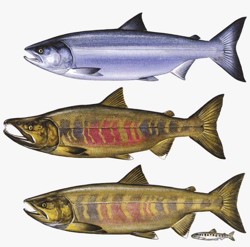 Seafood Guide - Giclee Painting: Salmon And Trout, 12x9in., transparent png download