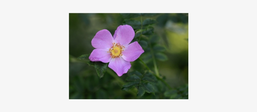 Rosa Virginiana - Rose, transparent png download