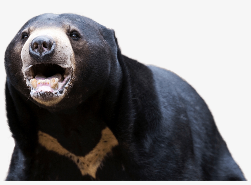 Malaysian Sun Bear - Sun Bear, transparent png download