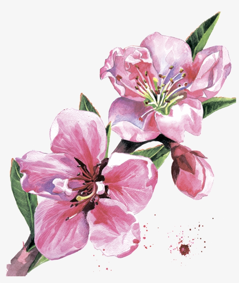 Peach Blossom Png Image Transparent Png Free Download On Seekpng