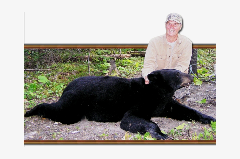 On Occasion Our Bear Hunt Produces Some Rare Color - American Black Bear, transparent png download