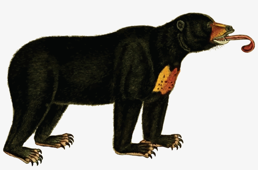 American Black Bear Polar Bear Sun Bear Koala - Sun Bear Clipart, transparent png download
