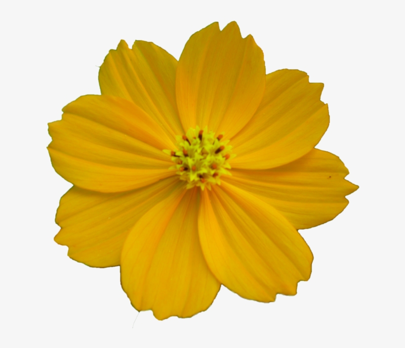Visit - Sulfur Cosmos, transparent png download