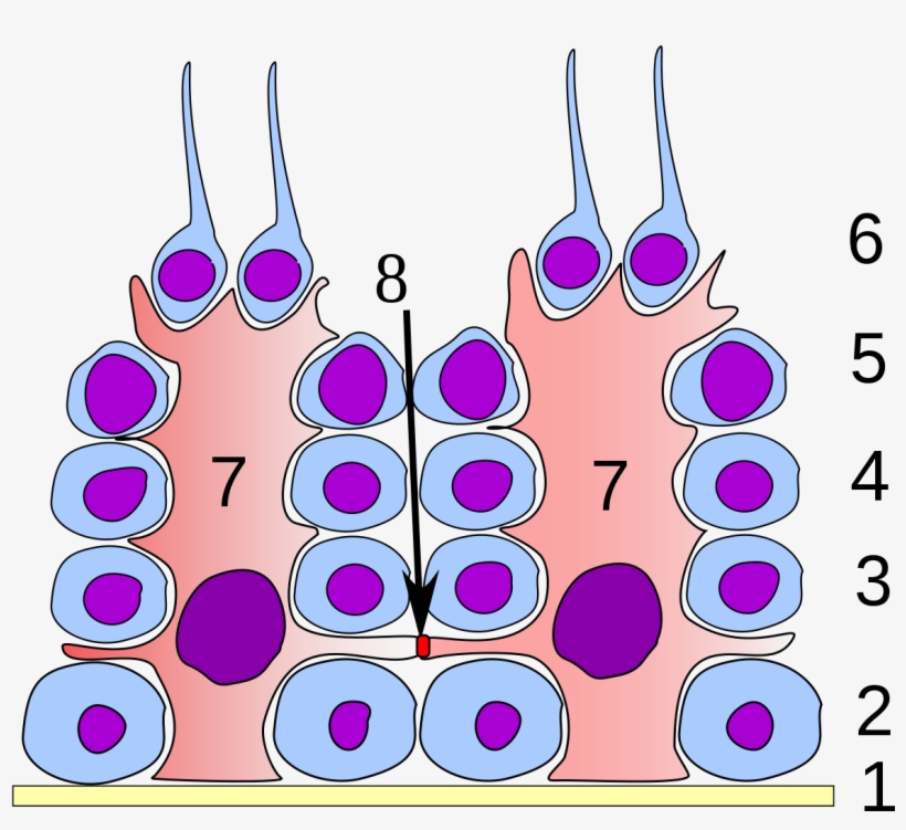Sertoli Cells Tight Junctions Blood Testis Barrier, transparent png download