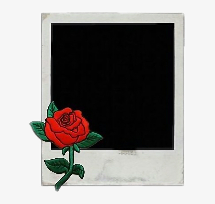 Picture Tumblr Summer Flowers Polaroid Wattpad Wattpasc - Garden Roses, transparent png download
