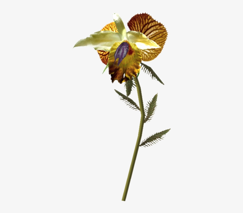 Tesv Dragons Tongue - Dragon Tongue Plant, transparent png download