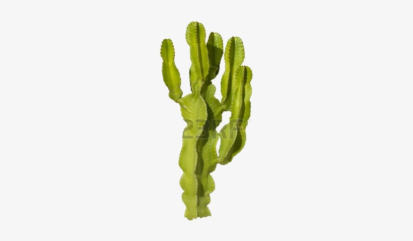 Cycad - Orand Nursery, transparent png download